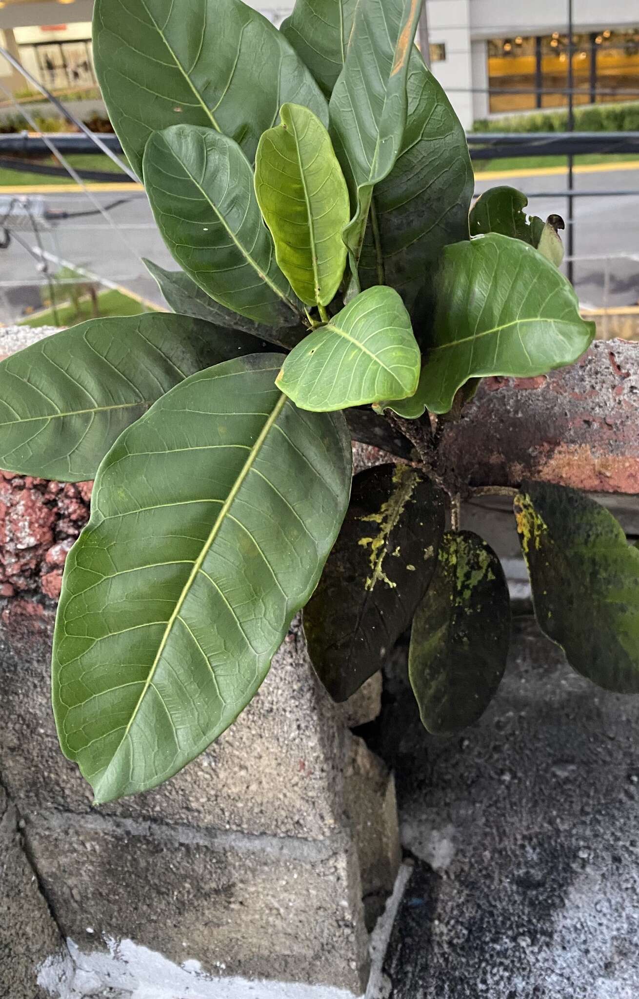 صورة Ficus trigonata L.