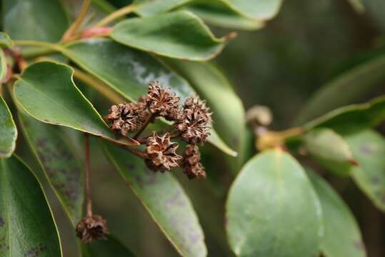 Image of Trochodendron