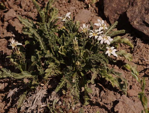 Image of Perezia carthamoides (D. Don) Hook. & Arn.