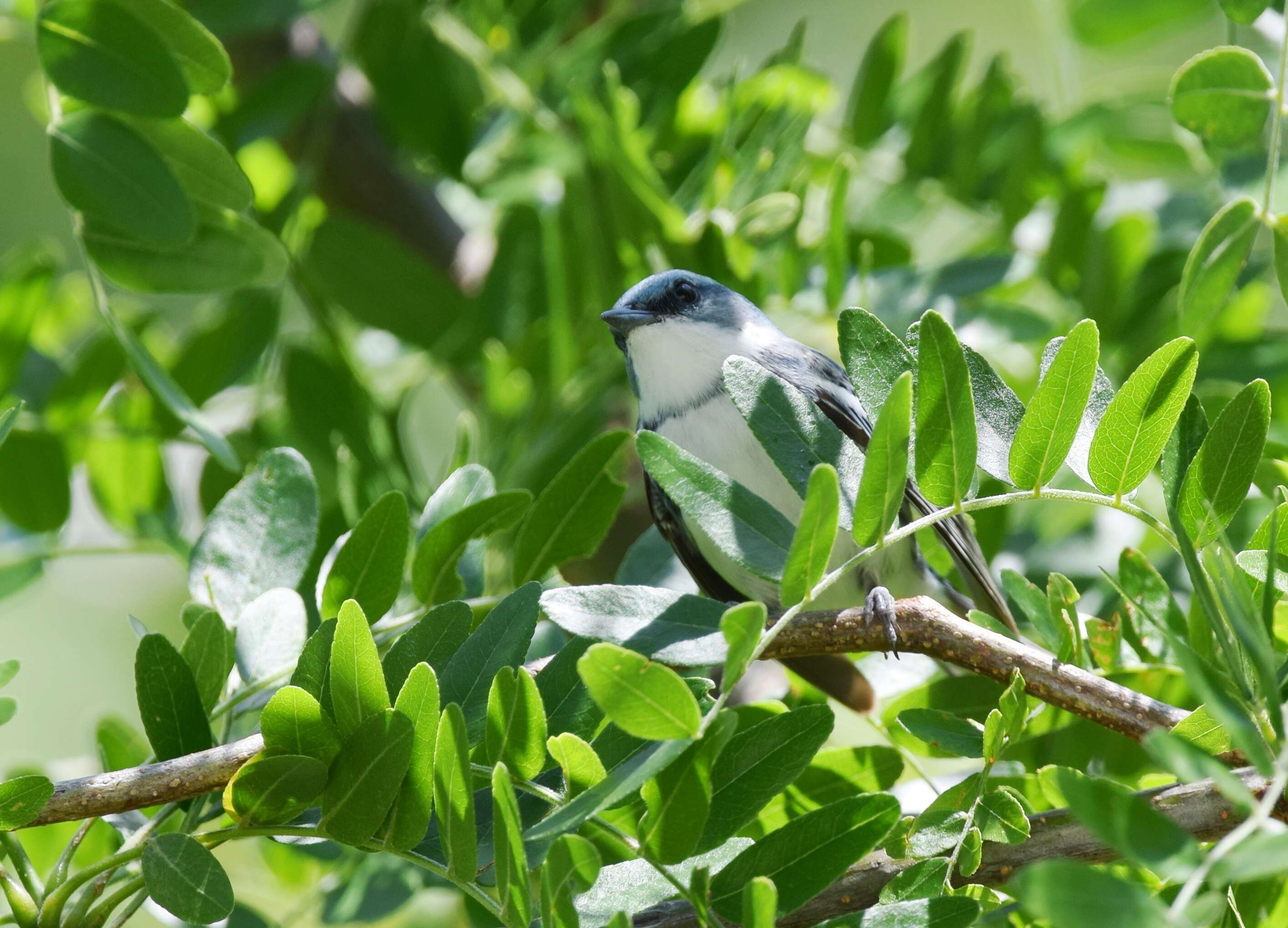 Image of Cerulean Warbler