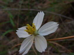 Image of Cosmos landii var. achalconensis T. E. Melchert