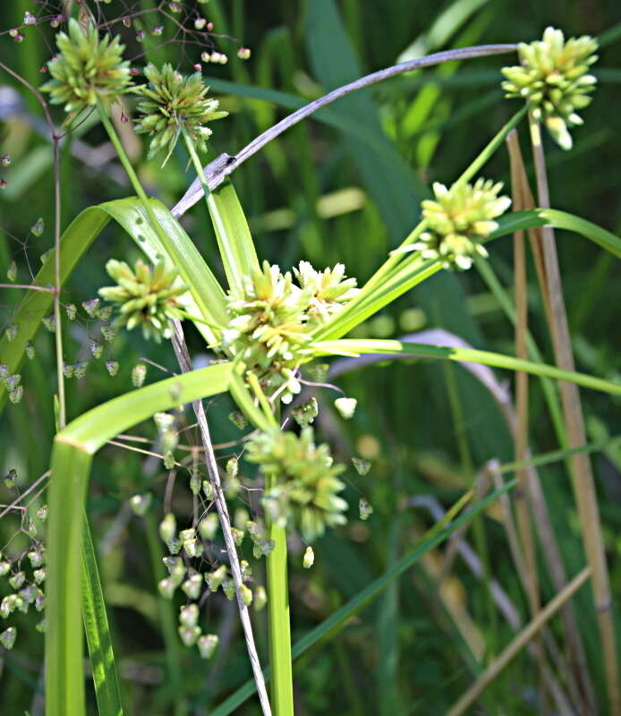 Image of Tall flatsedge