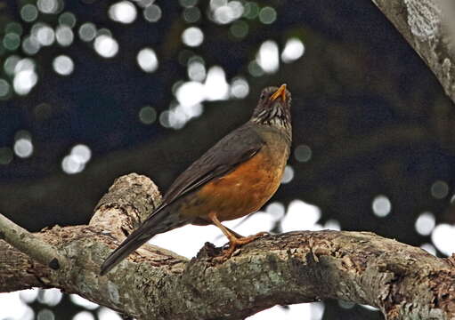 Image of Turdus olivaceus pondoensis Reichenow 1917