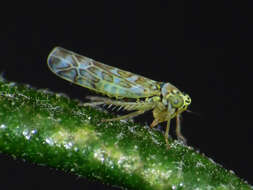 Image of Ligurian Leafhopper