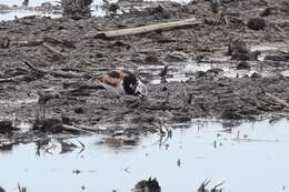 Image of Ruddy Turnstone