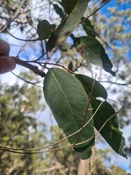 Image of Chippy Gum