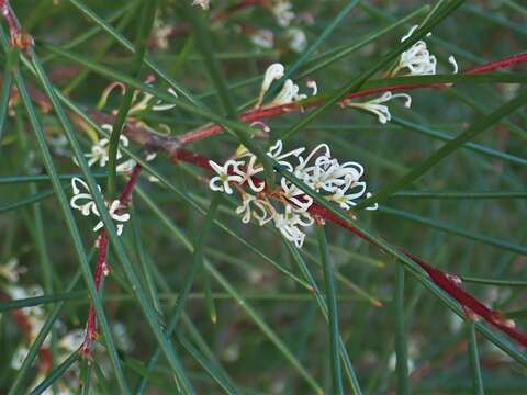 Image of Hakea actites W. R. Barker