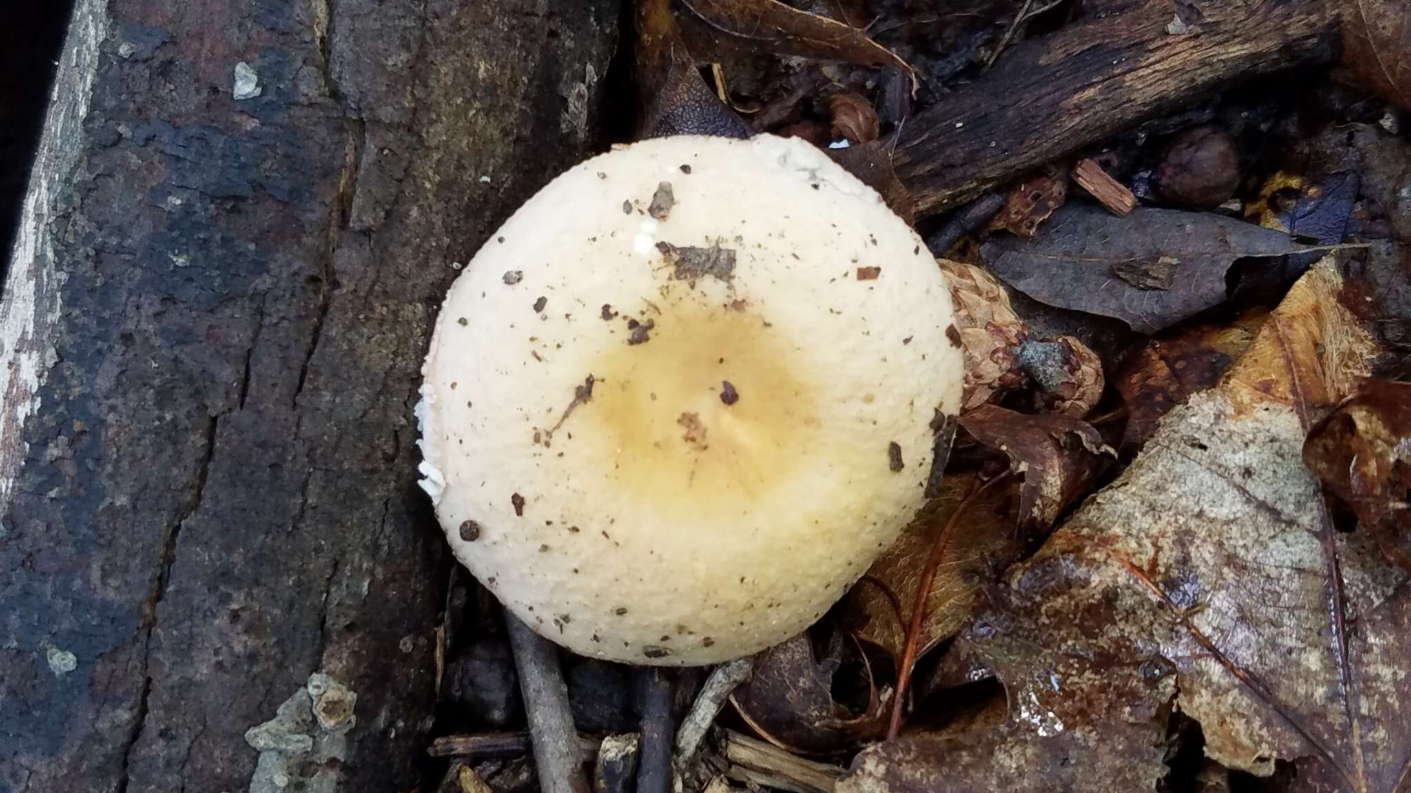 Image of yellow swamp brittlegill