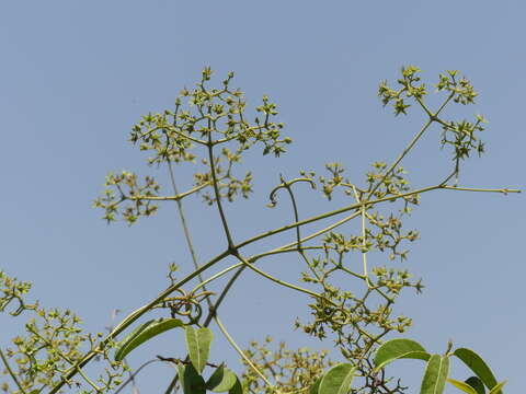 Image de Loeseneriella bourdillonii (Gamble) D. C. S. Raju