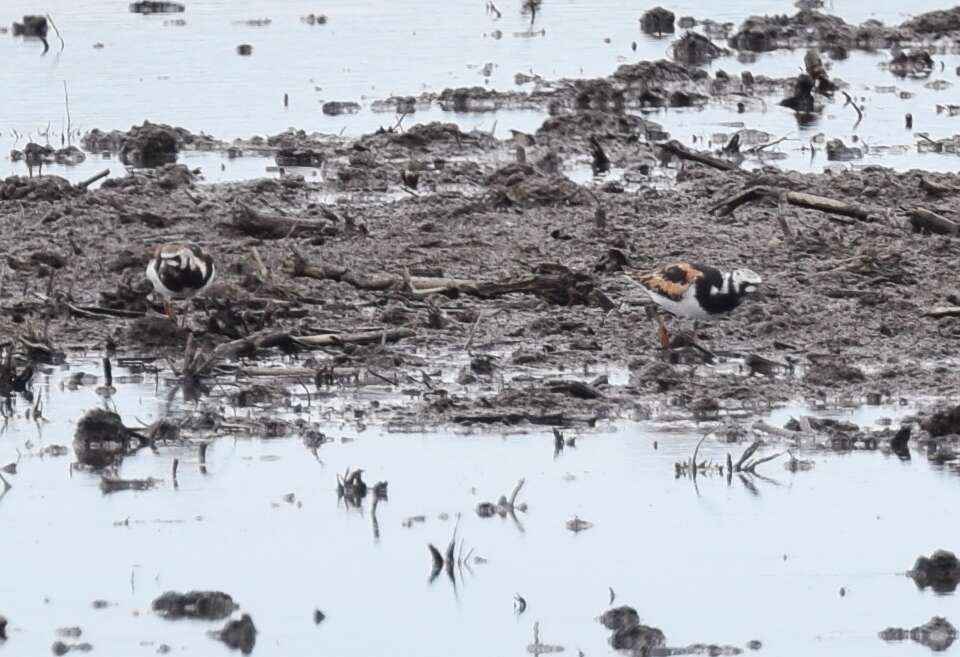 Image of Ruddy Turnstone