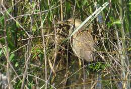 Image of American Bittern