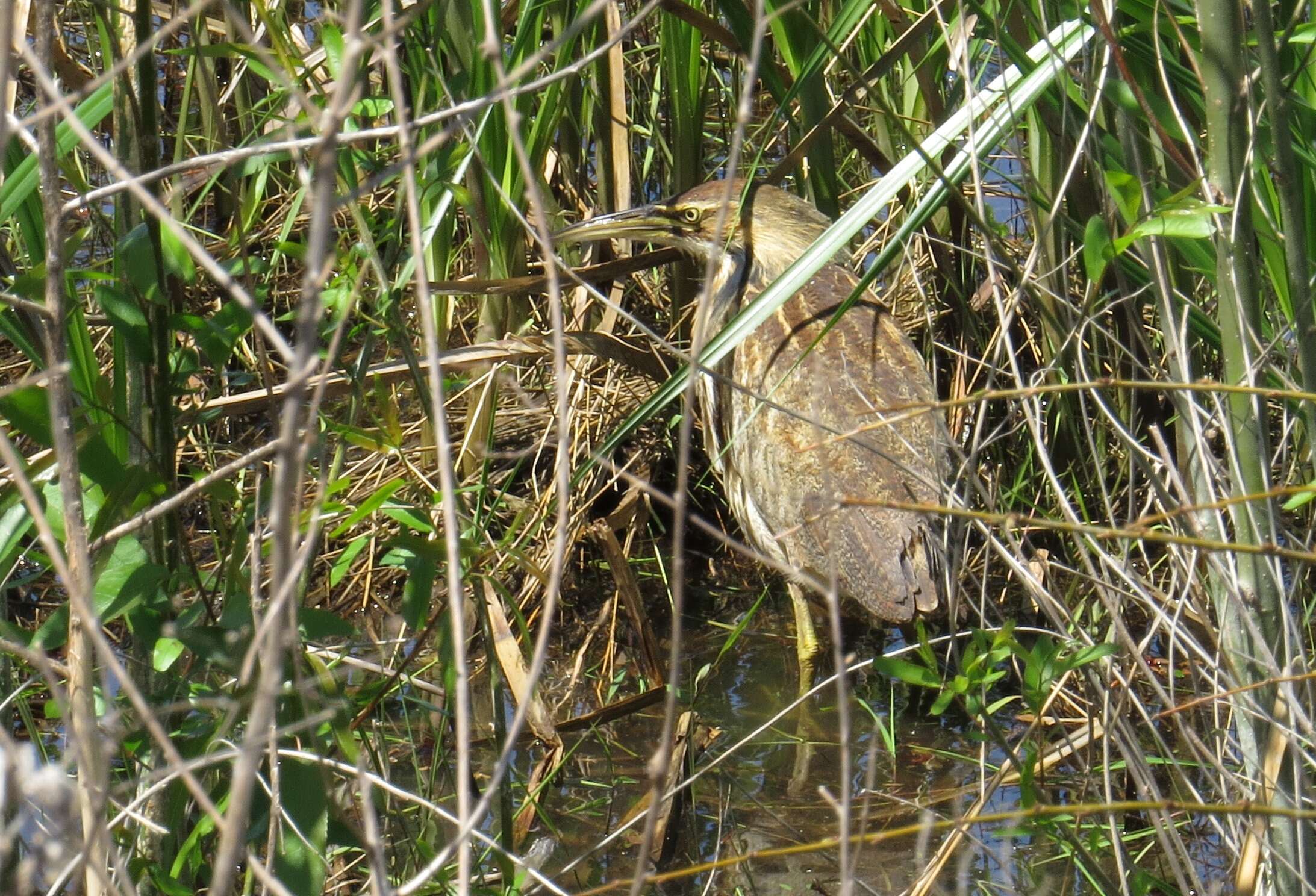 Image of American Bittern