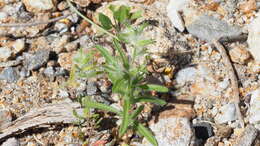 Image of Cryptantha barbigera var. barbigera