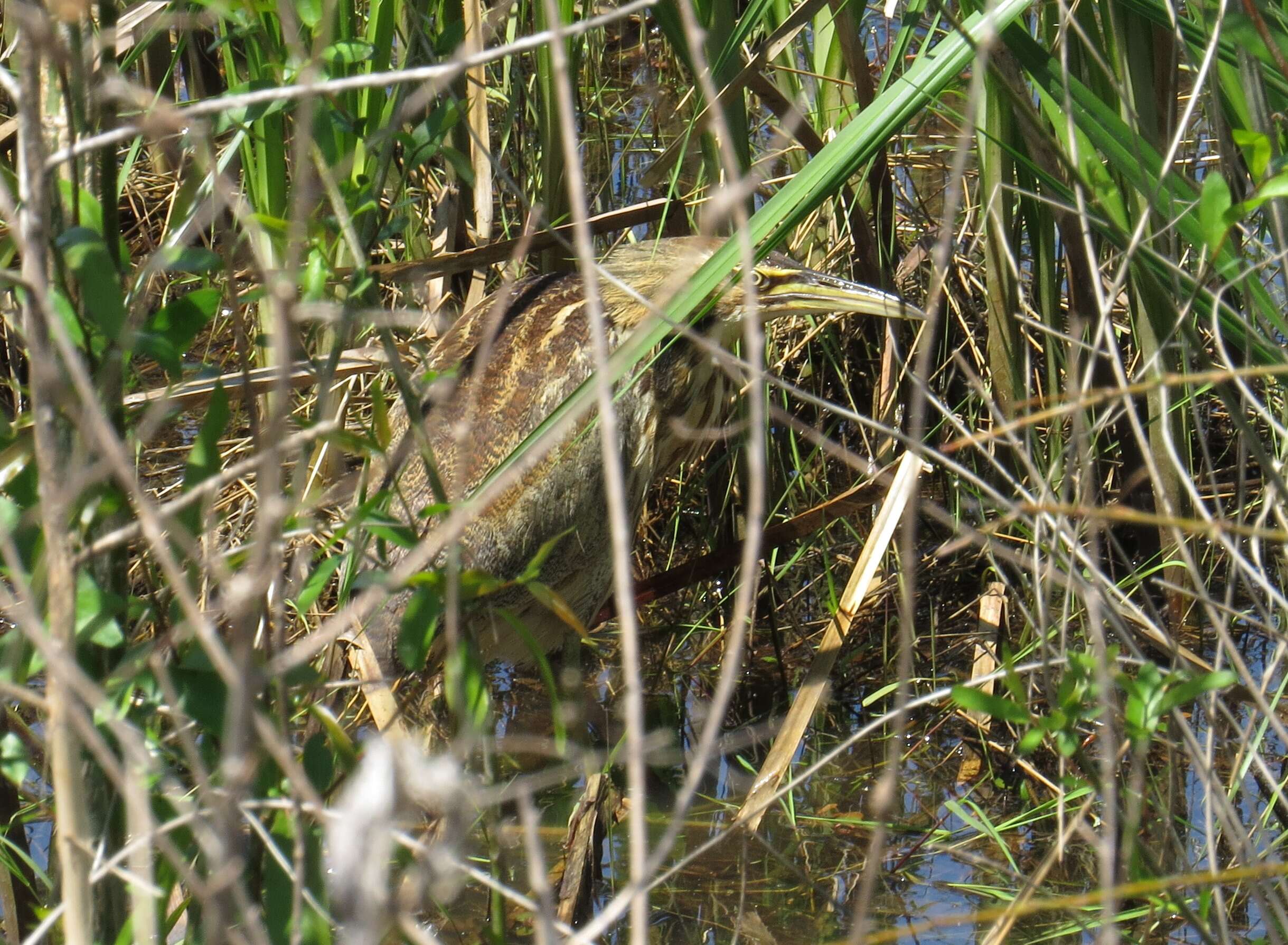 Image of American Bittern