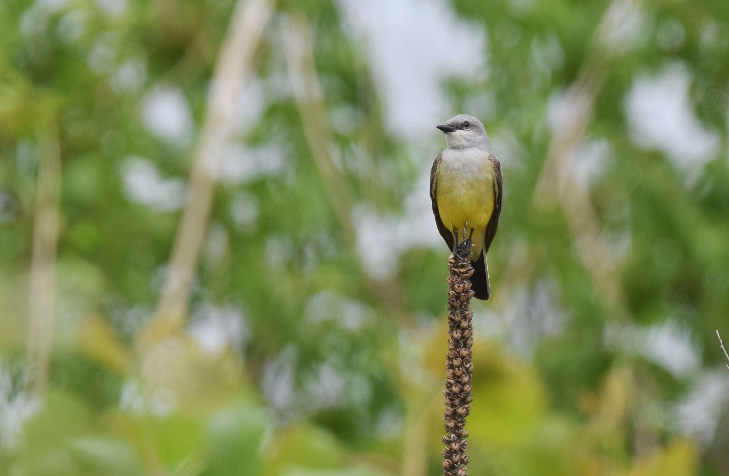 Image of Western Kingbird