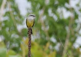 Image of Western Kingbird