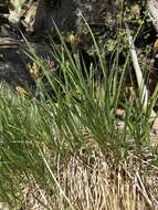 Image of Western Rough Sedge