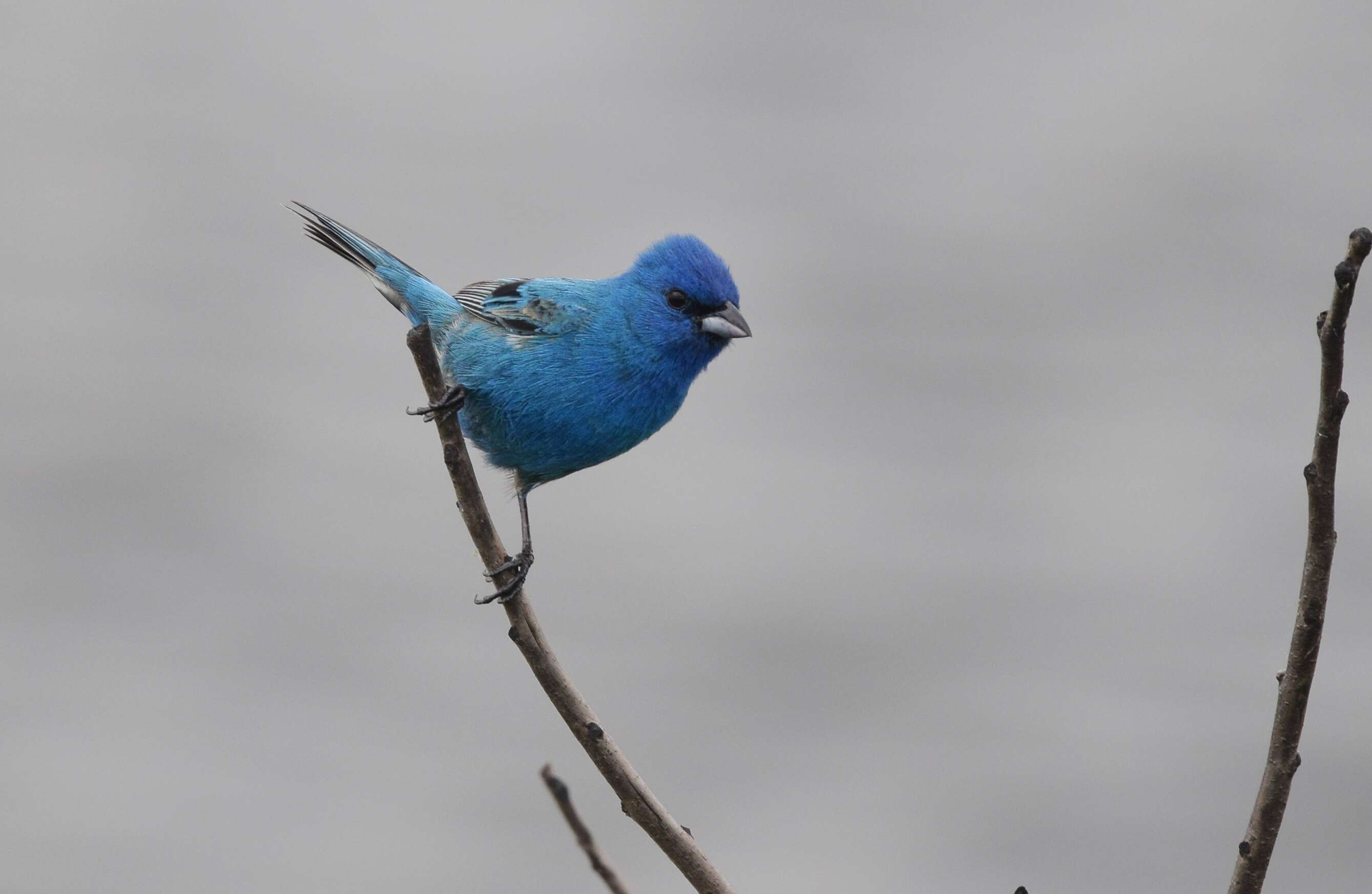 Image of Indigo Bunting