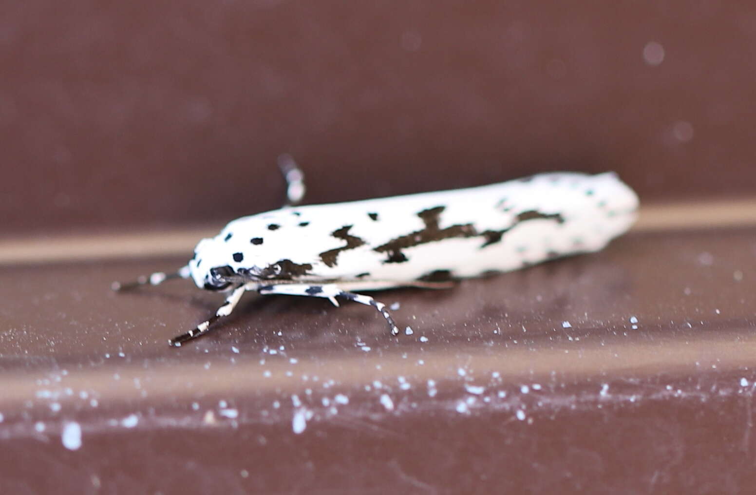 Image de Ethmia candidella Alphéraky 1908