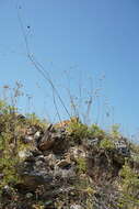 Image of Gypsophila pallasii S. S. Ikonnikov