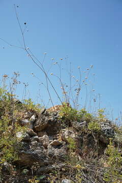 Image of Gypsophila pallasii S. S. Ikonnikov