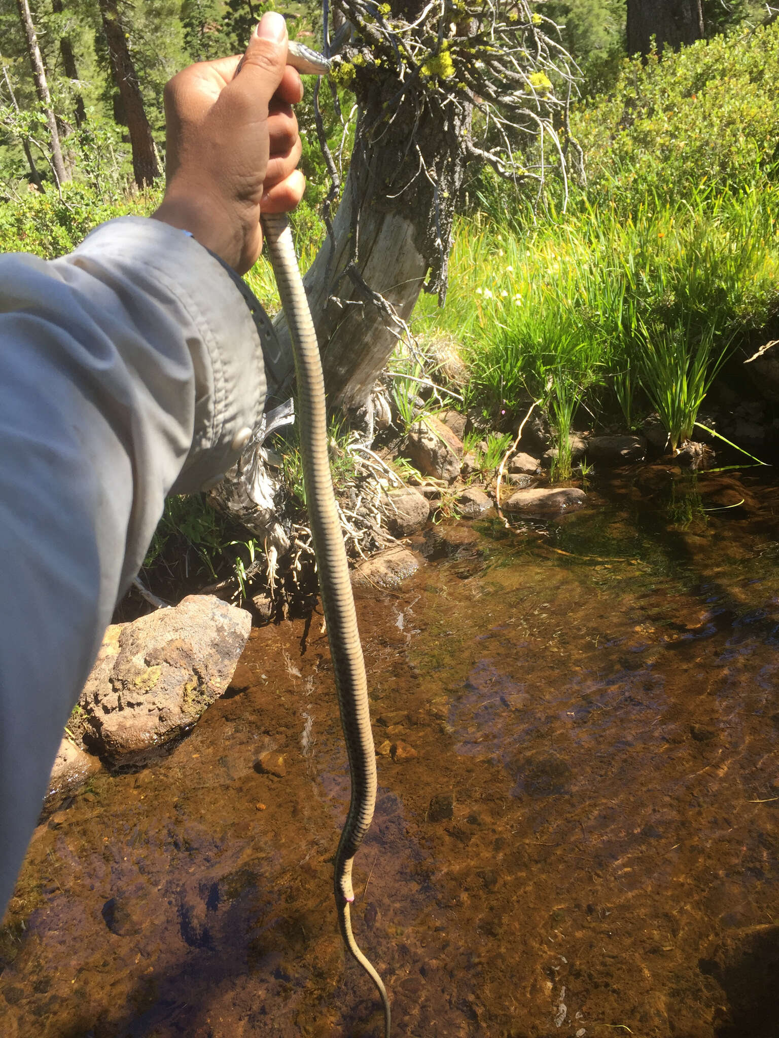 Image of Aquatic Gartersnake