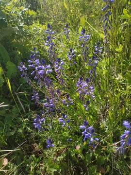 Image of Polygala comosa subsp. comosa