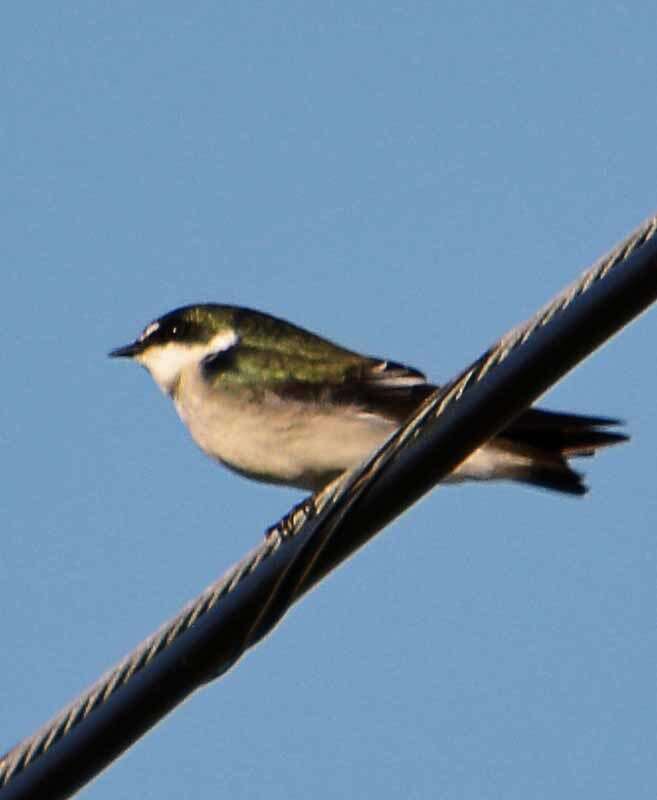 Image of Mangrove Swallow