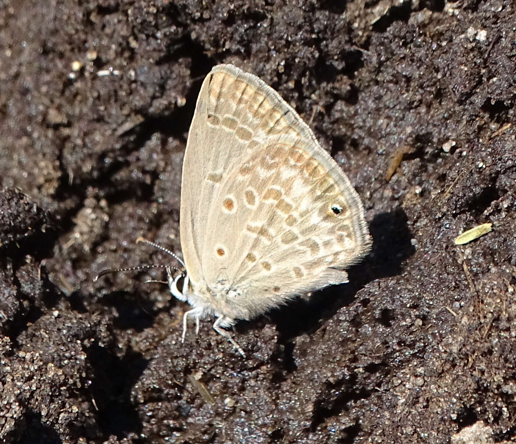 صورة Euchrysops malathana (Boisduval 1833)