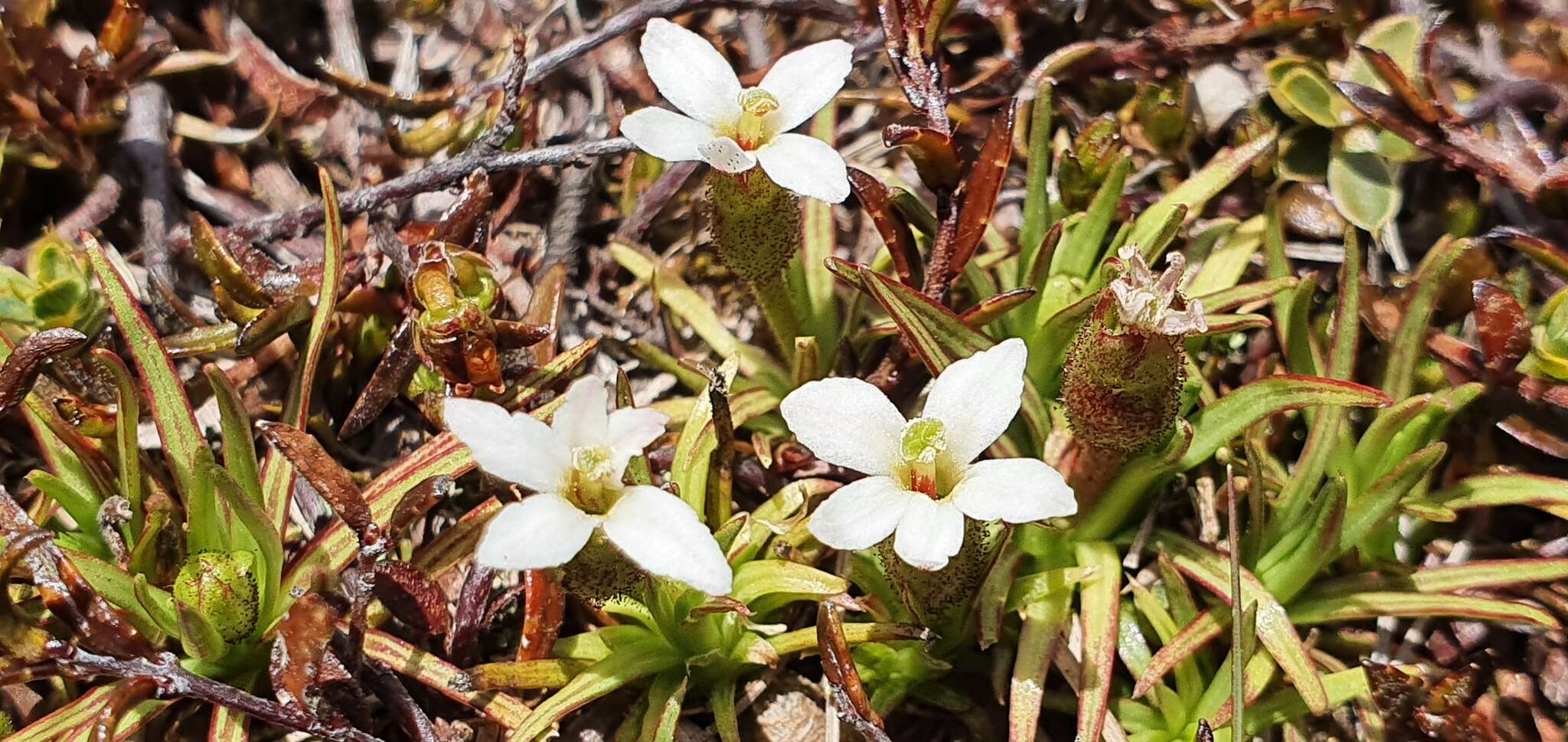 صورة <i>Stylidium subulatum</i>