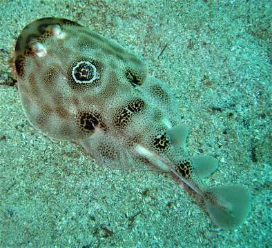 Image of Bullseye Electric Ray