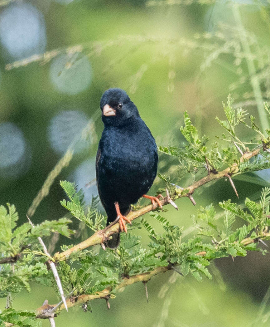 Image of Village Indigobird