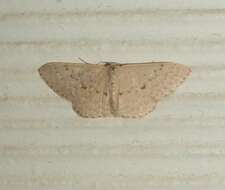 صورة Idaea philocosma Meyrick 1888