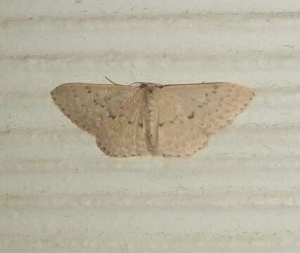 Image of Idaea philocosma Meyrick 1888