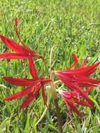 Imagem de Zephyranthes bifida