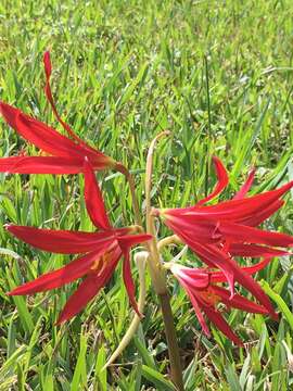 Imagem de Zephyranthes bifida