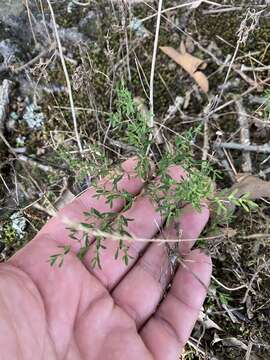 Image of hairy forked nailwort