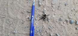 Image of Paloma Dwarf Tarantula