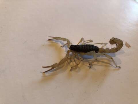Image of Black Hairy Scorpion