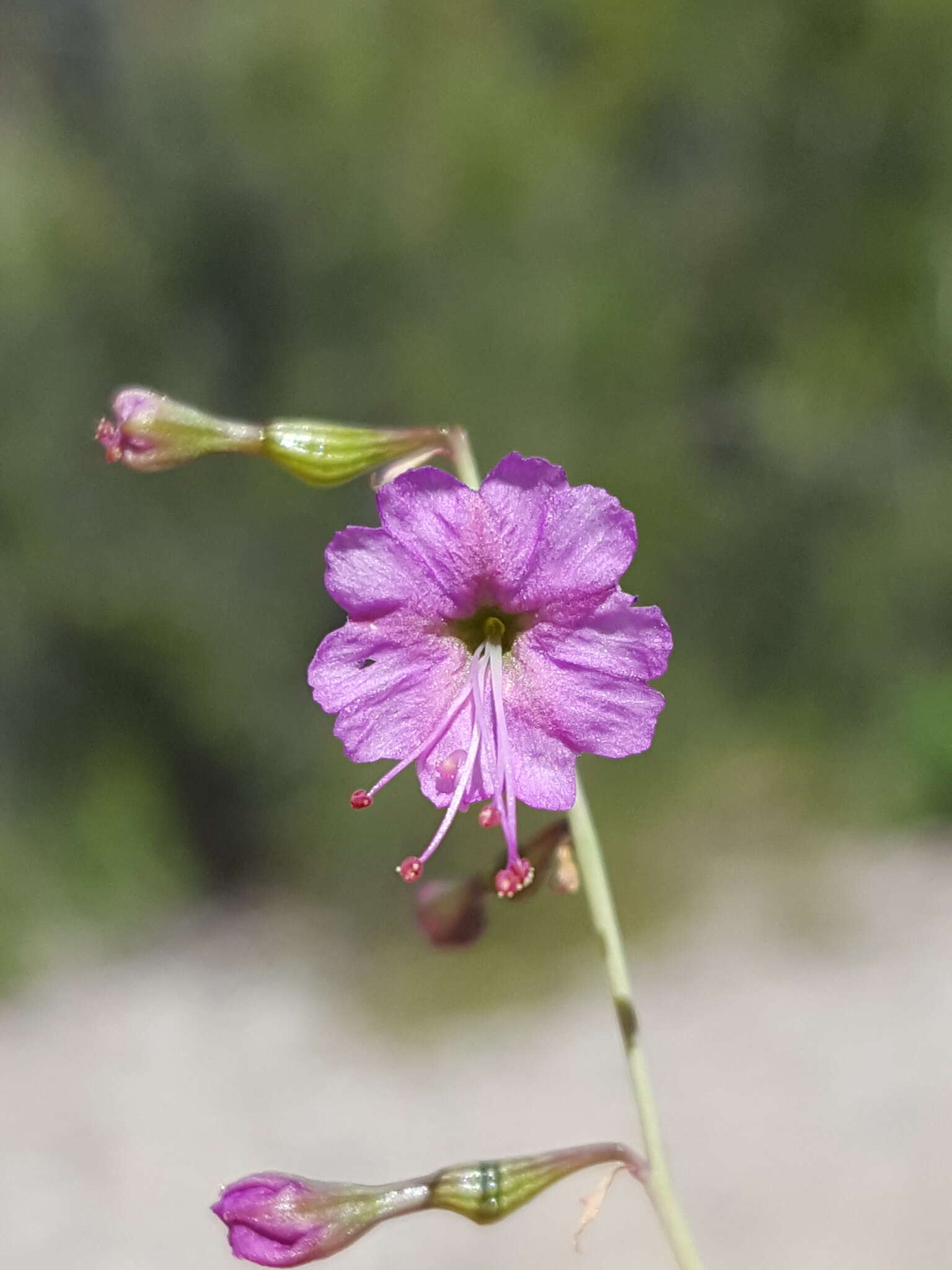 Image of red cyphomeris