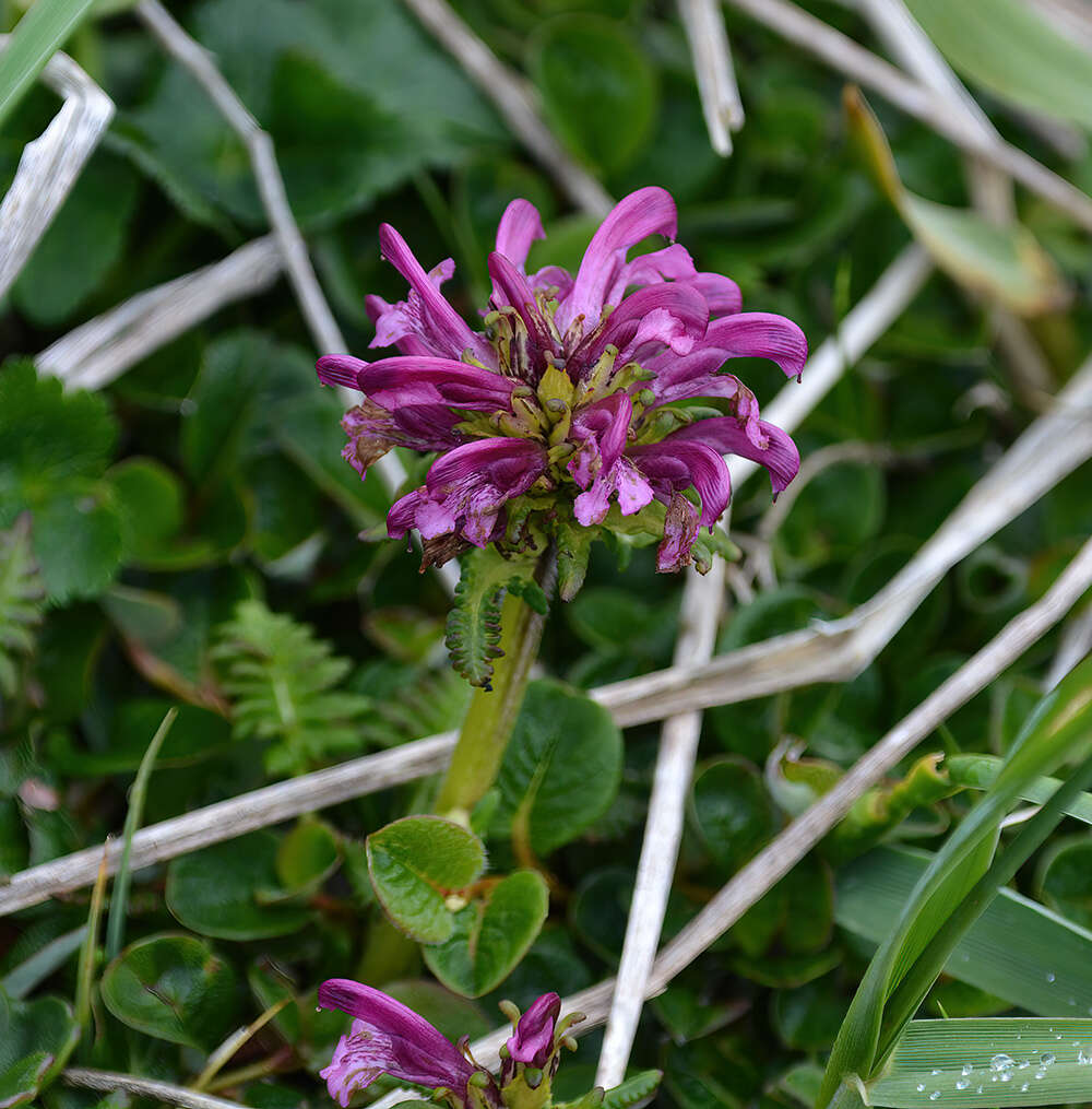 Imagem de Pedicularis sudetica subsp. pacifica Hultén