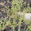 Image of Alaska Knotweed