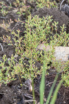 Image of Polygonum humifusum Mert. ex C. Koch