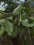 Imagem de Mandevilla veraguasensis (Seem.) Hemsl.