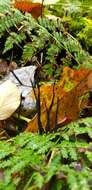 Image of Xylaria vasconica J. Fourn. & M. Stadler 2011