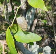 Plancia ëd Secamone elliptica R. Br.