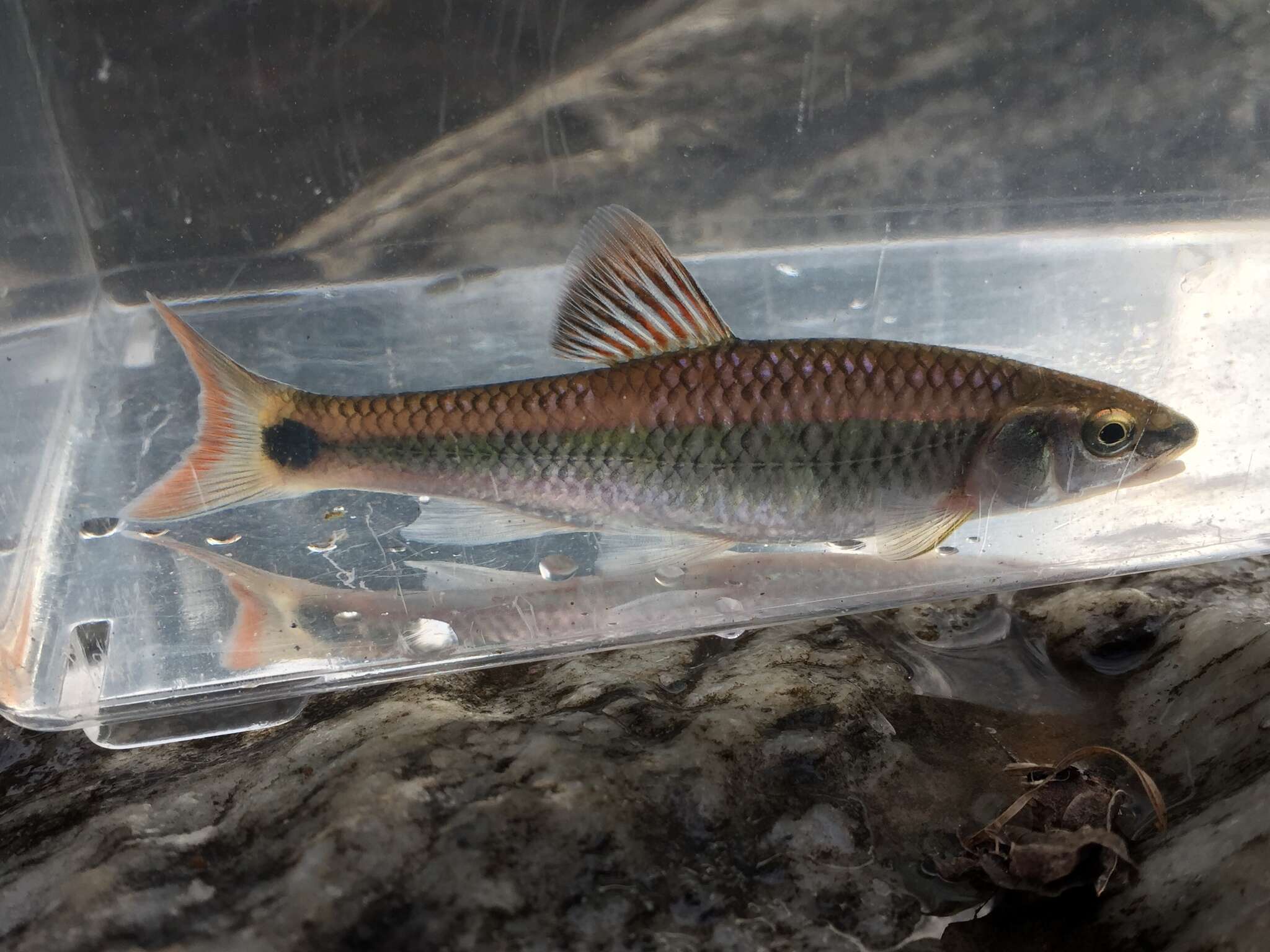 Image of Alabama shiner