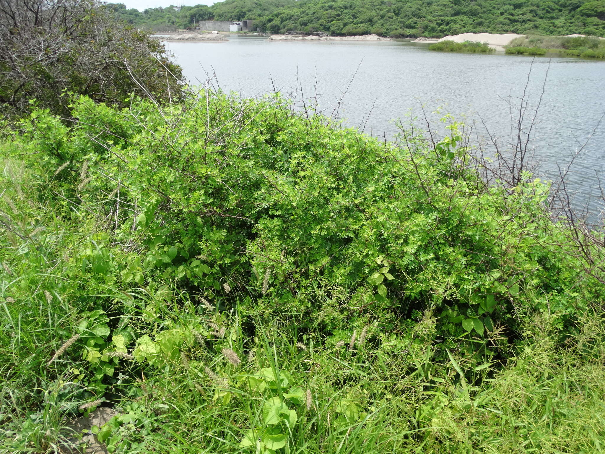 Image of Bursera laxiflora S. Wats.