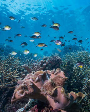 Image of Weber's chromis