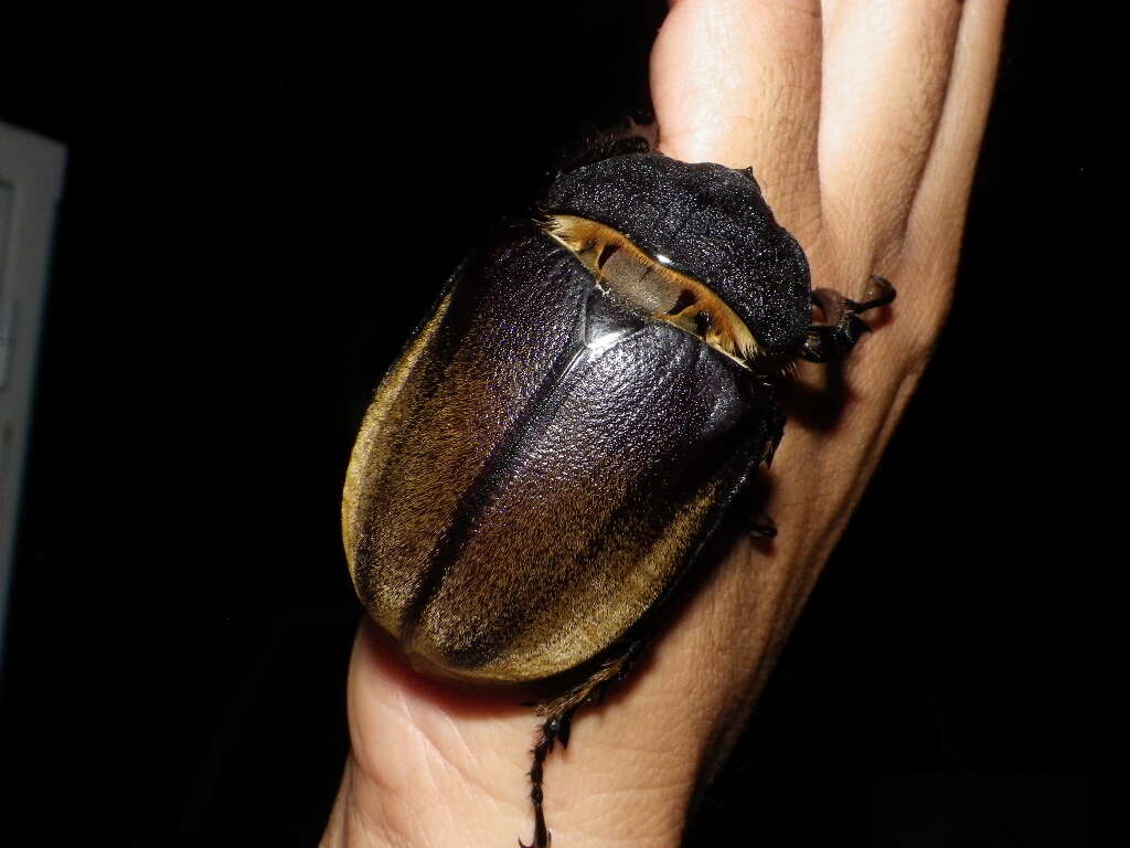 Megasoma occidentalis Bolivar, Pieltain, Jimenez-Asua & Martinez 1963 resmi